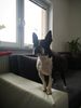 Profile picture of the animal