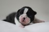 Profile picture of the animal