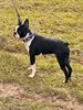 Profile picture of the animal