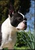 Profile picture of the animal