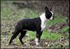 Profile picture of the animal