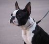 Profile picture of the animal