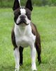 Profile picture of the animal