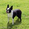Profile picture of the animal