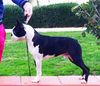 Profile picture of the animal