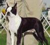 Profile picture of the animal