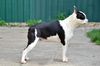 Profile picture of the animal