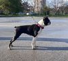 Profile picture of the animal