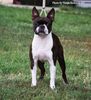 Profile picture of the animal