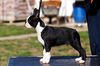 Profile picture of the animal