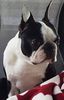 Profile picture of the animal