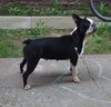 Profile picture of the animal