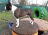 Profile picture of the animal