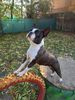 Profile picture of the animal
