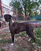 Profile picture of the animal