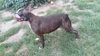 Profile picture of the animal