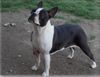Profile picture of the animal