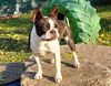 Profile picture of the animal