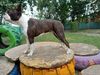 Profile picture of the animal