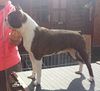 Profile picture of the animal