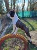 Profile picture of the animal