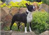 Profile picture of the animal
