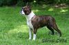 Profile picture of the animal