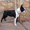 Profile picture of the animal