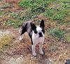 Profile picture of the animal