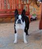 Profile picture of the animal
