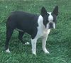 Profile picture of the animal