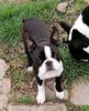 Profile picture of the animal