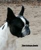 Profile picture of the animal