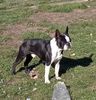 Profile picture of the animal