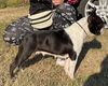 Profile picture of the animal