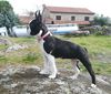 Profile picture of the animal