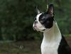 Profile picture of the animal