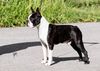Profile picture of the animal