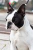 Profile picture of the animal