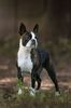 Profile picture of the animal