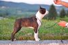 Profile picture of the animal