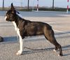 Profile picture of the animal