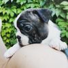 Profile picture of the animal