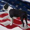 Profile picture of the animal
