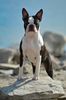 Profile picture of the animal