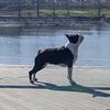 Profile picture of the animal