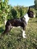 Profile picture of the animal