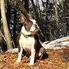 Profile picture of the animal