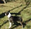 Profile picture of the animal