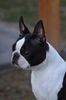 Profile picture of the animal